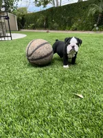 Zeus, a male English Bulldog for sale in Orange, CA – 8 of 10