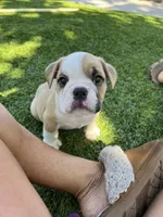 Bentley, a male English Bulldog for sale in Orange, CA – 4 of 10