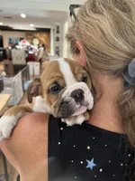 Rufus, a male English Bulldog for sale in Orange, CA – 7 of 10