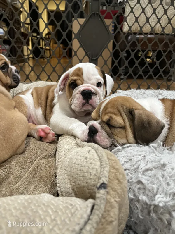 Willow – English Bulldog puppy for sale in Orange, CA