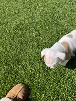 Milo, a male English Bulldog for sale in Orange, CA – 8 of 10