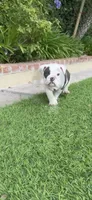 Bandit, a male English Bulldog for sale in Orange, CA – 3 of 10
