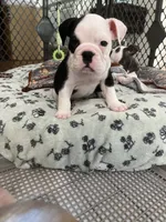 Domino, a male English Bulldog for sale in Orange, CA – 7 of 10