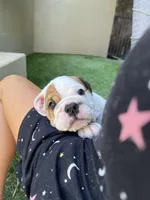 Willow, a female English Bulldog for sale in Orange, CA – 7 of 10