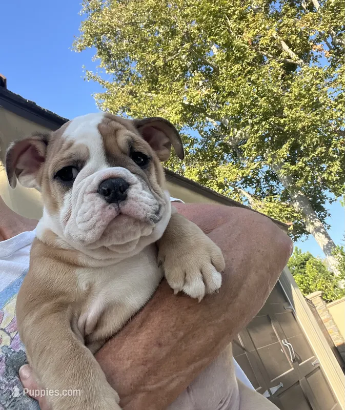 Buster brown  – English Bulldog puppy for sale in Orange, CA