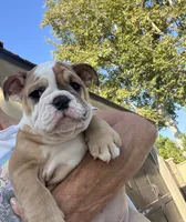 Buster brown , a male English Bulldog for sale in Orange, CA – 1 of 9