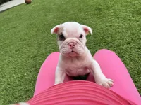 Milo, a male English Bulldog for sale in Orange, CA – 3 of 10
