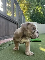 Rocco, a male English Bulldog for sale in Orange, CA – 8 of 10