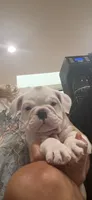 Ziggy, a male English Bulldog for sale in Orange, CA – 4 of 10