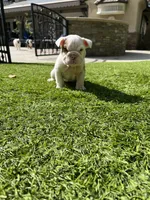 Milo, a male English Bulldog for sale in Orange, CA – 1 of 10