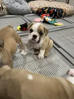Bentley, a male English Bulldog for sale in Orange, CA – 10 of 10