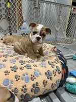 Buster brown , a male English Bulldog for sale in Orange, CA – 6 of 9