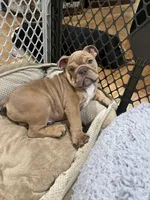 Ash, a male English Bulldog for sale in Orange, CA – 6 of 10