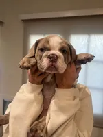 Rocco, a male English Bulldog for sale in Orange, CA – 5 of 10