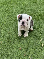 Bandit, a male English Bulldog for sale in Orange, CA – 2 of 10
