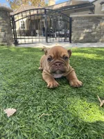 Cinnamon, a female English Bulldog for sale in Orange, CA – 10 of 10
