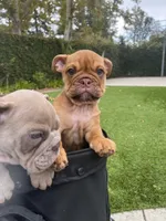 Cinnamon, a female English Bulldog for sale in Orange, CA – 7 of 10