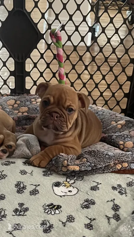 Cinnamon – English Bulldog puppy for sale in Orange, CA
