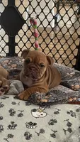 Cinnamon, a female English Bulldog for sale in Orange, CA – 1 of 10