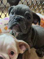 Ash, a male English Bulldog for sale in Orange, CA – Photo 2 of 7