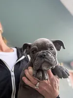 Ash, a male English Bulldog for sale in Orange, CA – Photo 4 of 7