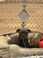 Ash, a male English Bulldog for sale in Orange, CA – Photo 1 of 7