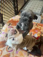 Ash, a male English Bulldog for sale in Orange, CA – Photo 7 of 7