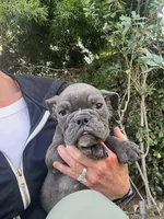 Ash, a male English Bulldog for sale in Orange, CA – Photo 5 of 7