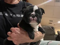 Zeus, a male English Bulldog for sale in Orange, CA – Photo 5 of 10