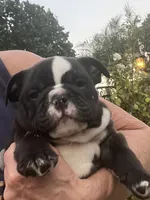 Zeus, a male English Bulldog for sale in Orange, CA – Photo 1 of 10