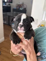 Zeus, a male English Bulldog for sale in Orange, CA – Photo 6 of 10