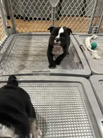 Zeus, a male English Bulldog for sale in Orange, CA – Photo 7 of 10