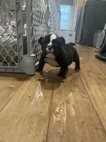 Zeus, a male English Bulldog for sale in Orange, CA – Photo 4 of 10