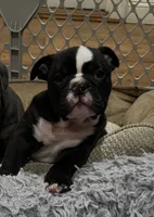 Zeus, a male English Bulldog for sale in Orange, CA – Photo 3 of 10