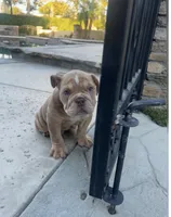 Chubbs, a male English Bulldog for sale in Orange, CA – 2 of 10