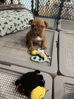 Cinnamon, a female English Bulldog for sale in Orange, CA – 4 of 10