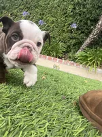 Coco, a female English Bulldog for sale in Orange, CA – 5 of 10