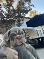 Bruno, a male English Bulldog for sale in Orange, CA – 3 of 10