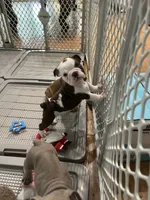 Brownie , a female English Bulldog for sale in Orange, CA – 8 of 10