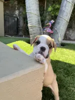 Bentley, a male English Bulldog for sale in Orange, CA – 6 of 10