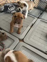 Cinnamon, a female English Bulldog for sale in Orange, CA – 6 of 10