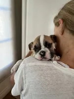 Kona, a female English Bulldog for sale in Orange, CA – 8 of 10