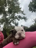 Coco, a female English Bulldog for sale in Orange, CA – 7 of 10