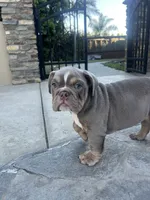 Bruno, a male English Bulldog for sale in Orange, CA – 5 of 10