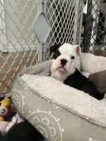 Domino, a male English Bulldog for sale in Orange, CA – 2 of 10