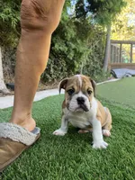 Bruno, a male English Bulldog for sale in Orange, CA – 8 of 10