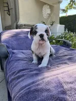Kane, a male English Bulldog for sale in Orange, CA – 2 of 10