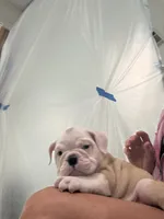 Ziggy, a male English Bulldog for sale in Orange, CA – 9 of 10