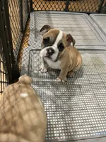 Kona, a female English Bulldog for sale in Orange, CA – 9 of 10