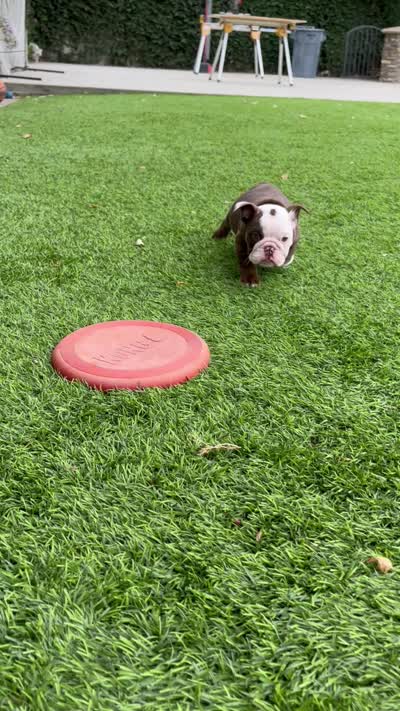 Coco, a female English Bulldog for sale in Orange, CA – 10 of 10